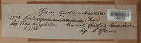 Melampsora caprearum image